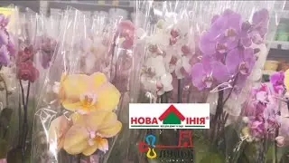 🇺🇦ОрхоСкарби у 
