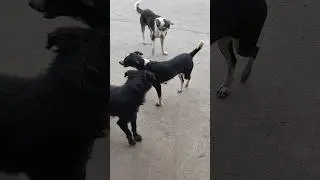 லவ்வர்ஸ் டே வருது என்ன பண்ணலாம் #funny #dog #love #mood #shorts