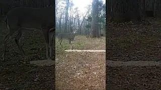Dasher #deer #christmas