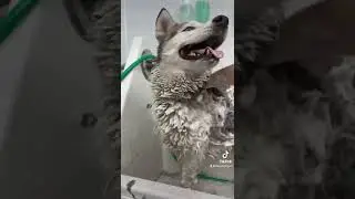 вычесываем линяющую хаски!