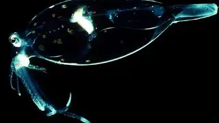 Glass Squid - Deepsea Oddities