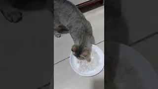 My Tiger adopted cat still aloof😪💔