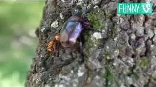 살벌한 곤충들의 일대일 싸움 모음, Awesome insect fight compilation