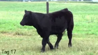 Schultz Farms-Tag 17