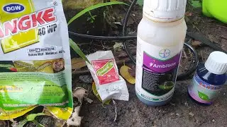 Time to spray the plants