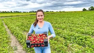 Урожай клубники 2022: Фермы Барри Хилл и Корнельский университет