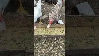 My muscovy ducks name #pasukanentog #duck #bolotok #viral #entok #muscovyducks 