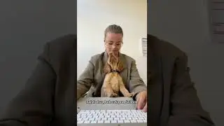 Zanim kupisz cocker spaniela&hellip;