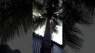 A small coconut 🥥 😲😌