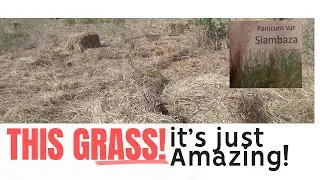 This grass is a treasure! Good for hay and silage making