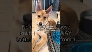 Snuffle mats ONLY!