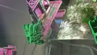 Feeders Goldfish + Coin leaf Anubias + Hornwort + Pleco + Apple Snail + Water Lettuce