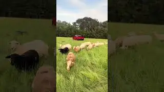 Sheep chaos...they wonder why we eat them !