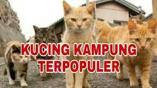 DUNIA HEWAN : JENIS KUCING KAMPUNG TERPOPULER DI INDONESIA, MANA FAVORITMU ?