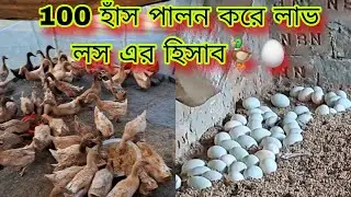 100 হাঁস পালন করে লাভ লস এর হিসাব 🦆🥚