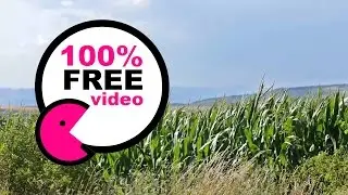 Corn Field Free Footage