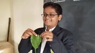 Entire,Dentate & Lobed Leaf