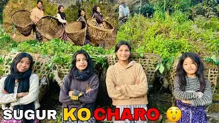 Pig Food Hunt in Jungle 🐖🌿 | सुँगुरको चारो खोज्दै साथीहरूसँग