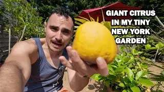 The SECRET to Growing Citrus & Other Fruit Trees in New York