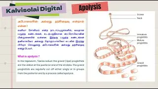 CLASS 12 | BIO ZOOLOGY | Apolysis | அபோலைசிஸ்.