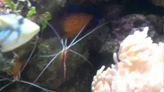Cleaner Shrimp Cleaning Coral Beauty Angel Fish
