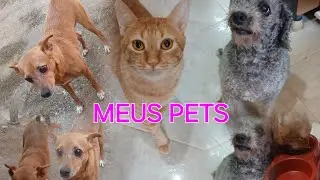 OLHA OS MEUS PETS QUE AMO❤️#gateiro #gateiras #pets #pet #viralvideo #rotinadodia #cat #pets