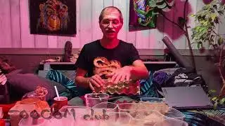 Каша для мушек. Кормим лягушек.