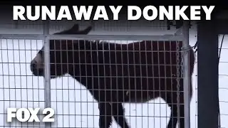 State police track down runaway donkey on I-75
