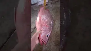 AA grade red snapper Whatsapp03172747099 #fishdelivery #seafoodprep #seafoodheaven #fishspecial