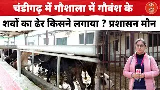 Chandigarh में गौशाला में गौवंश के शवों का ढेर किसने लगाया ? प्रशासन मौन
