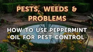 How to Use Peppermint Oil for Pest Control