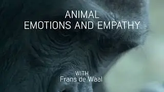 Moral behavior in animals | Frans de Waal
