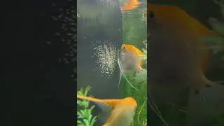 Angels laying and fertilizing eggs.