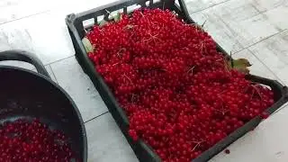Варю желе из красной калины.