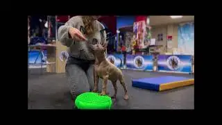 Thai Ridgeback 🍋 Ginora Reyli Marya Sal'ma et Tar-menel 🍋 Тайский риджбек