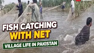 Huge Net Fishing in Village Pond | Desi Style fishing | Marsh Net Fishing