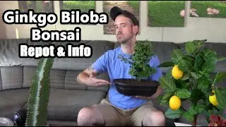 Ginkgo Biloba Pre-Bonsai Care & Info