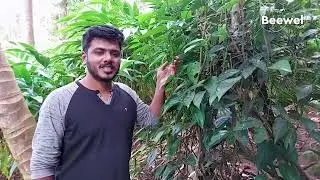 Organically Sourced Spices | Western Ghats
