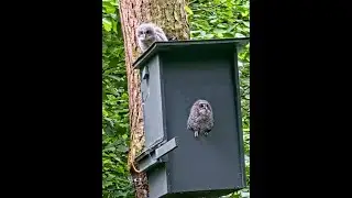 Tawny Owl (Bosuil) - Forest of De Mortel, Byebye Little One! 2024 05 23
