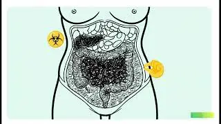 When Does Belly Fat Burn? (The Science of Visceral Fat)