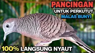 PERKUTUT LOKAL GACOR SUARA BESAR - Pancingan perkutut agar cepat bunyi.