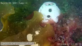 Reefballs have crabs 🦀 on them within minutes of deployment 🔱😁🧜&zwj;♂️👍