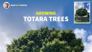 Growing Totara Trees / New Zealand Aotearoa