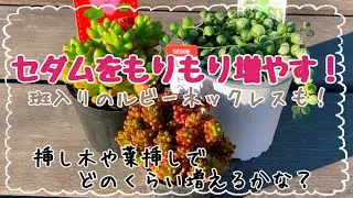 2025年を振り返りながらかわいいセダムをもりもり増やしていくぞ🪴挿し木や葉挿しでどれだけ増えるかな？斑入りのグリーンネックレスも可愛くするために植え替えも✨