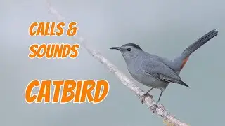 Catbird 