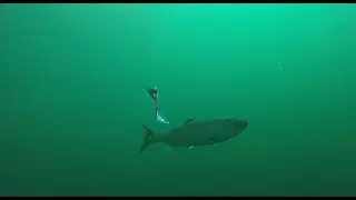 #salmon #fishing 2025 #chinook #cohofishing Epropulsion Deep Six Diver -  Look Out Below - Closure