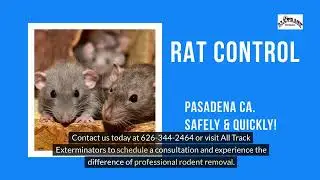 Pasadena Rodent Exterminator Services