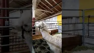 Cute White Llama #shorts