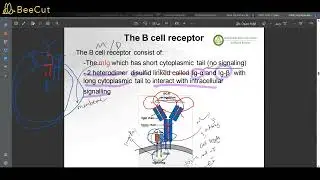 Antibodies + B-Cell Generation, Activation, and Differentiation |  Immunology-211 lec 4