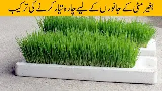 How to grow hydroponic fodder in 5 days | Successful experiment | Urdu/Hindi